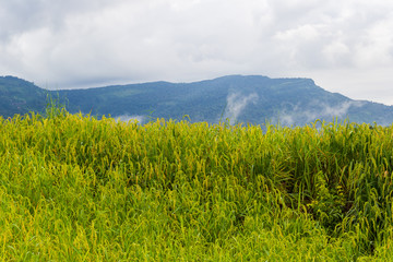 agricultural field growing rice on high mountain