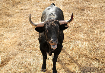 toro español