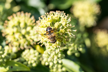 A marmalade fly on a plant macro picture