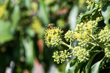 A marmalade fly on a plant macro picture