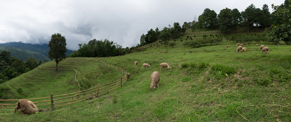 Panorama view of Sheep eating grass on the mountain. Doi Inthanon National park, Chiangmai, Thailand.