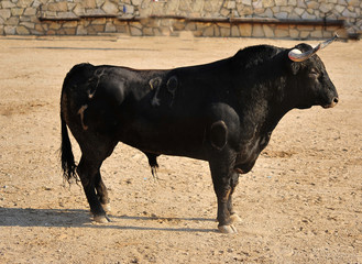 toro español