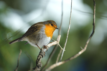 rouge-gorge