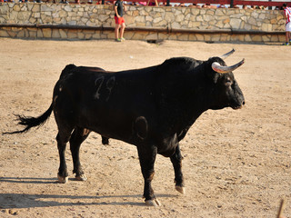 toro español