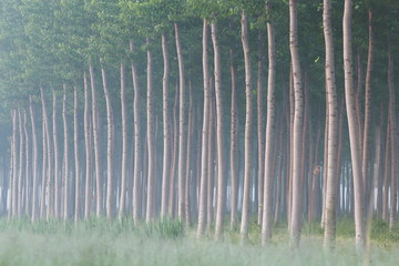 fitto bosco di alberi