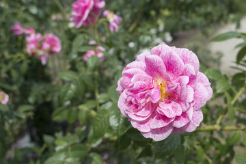 Fototapeta premium garden rose blooming