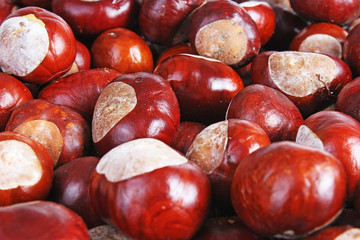 Chestnut background. Chestnuts as texture pattern cover wallpaper. Wild chestnuts whole brown autumn background. Fall autumn chestnut texture wallpaper. Brown.