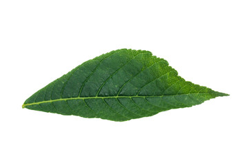 Fototapeta na wymiar chestnut leaf