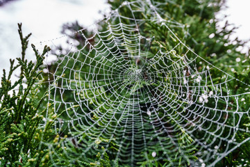 Beautiful spiderweb covered in glistening drops of dew on green tree in the background.