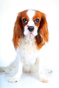 Cavalier king charles spaniel dog photo. Beautiful cute cavalier puppy dog on isolated white studio background. Trained pet photos for every concept.
