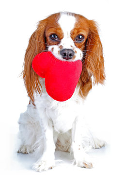 Dog love. Red heart with dog. Cavalier king charles spaniel dog photo. Beautiful cute cavalier puppy dog on isolated white studio background. Trained pet photos for every concept.