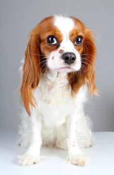 Scared dog. Cute abandoned scared guilty face cavalier king charles spaniel dog pet animal photo. Scared dog puppy on white isolated studio background.