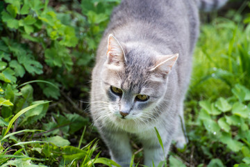 Naklejka na ściany i meble Silver white grey cat walks through grass