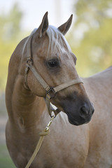 Obraz premium Beautiful horse posing in the first rays of the morning light