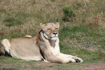 animaux sauvage Afrique