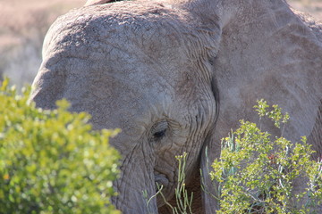 éléphants Afrique