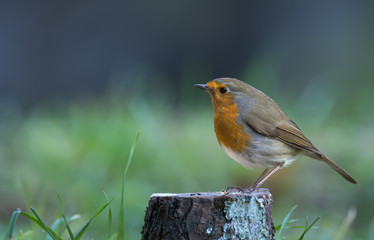 rouge-gorge