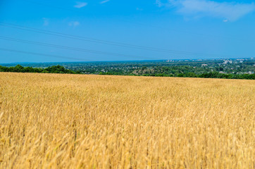 Field of ripe yellow wheat on summer
