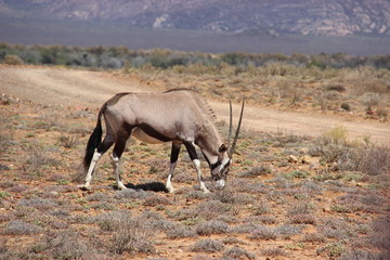 animaux sauvage Afrique