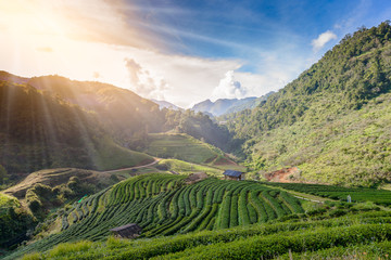 Landscape of  Tea plantation 2000 at Doi Ang Khang