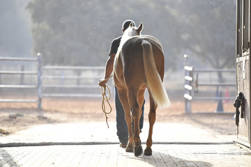 Fototapeta premium Jeździec zabiera konia ze stajni wcześnie rano
