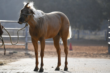 The horse makes funny muzzles