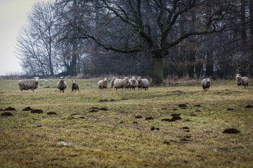 a herd of sheep under a large, decomposing tree grazing on a frozen meadow