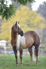 Fototapeta premium Beautiful horse posing in the first rays of the morning light