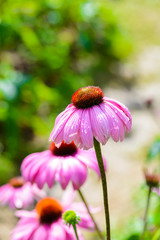 Purple coneflower (Echinacea purpurea) a popular plant for attracting the honey bee