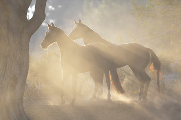 Horses graze freely in the field on the farm