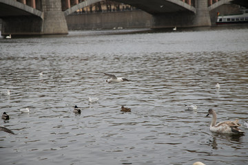 Schwan Prag Karlsbrücke
