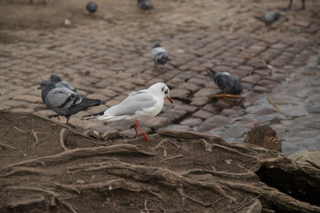 Tauben vor der  Karlsbrücke