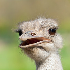 Ostrich portrait with open mouth close-up. Sharpen on eyes. Shot made in reservation Askania Nova, Ukraine
