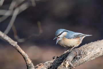 European nuthatch (Sitta europaea) on a tree bark