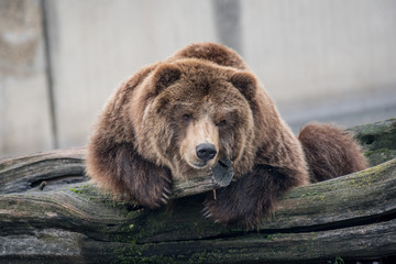 Eurasian brown bear  on a tree in autumn day.