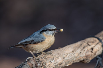 European nuthatch (Sitta europaea) on a tree bark