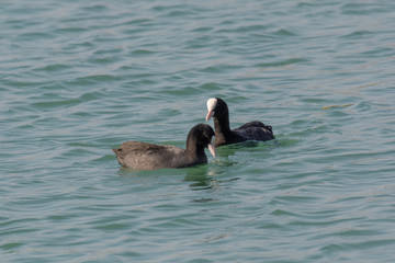 Eurasian coot (Fulica atra) over the water background