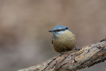 European nuthatch (Sitta europaea) on a tree bark