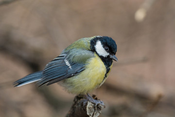 Cute  Great tit (Parus major) bird in yellow black color sitting on tree branch