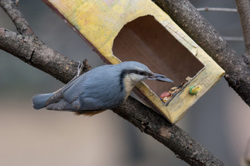 European nuthatch (Sitta europaea) on a tree bark