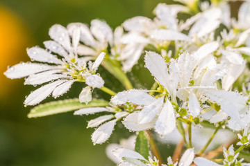 White Christmas flower, Pascuita.