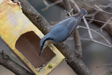 European nuthatch (Sitta europaea) on a tree bark