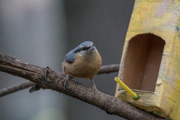 European nuthatch (Sitta europaea) on a tree bark
