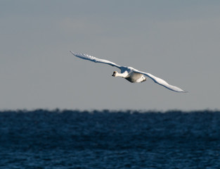Swan in Flight