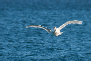 Swan in Flight