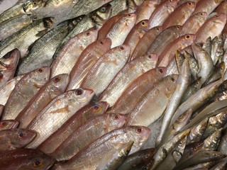 Fische, Fischfang auf Eis