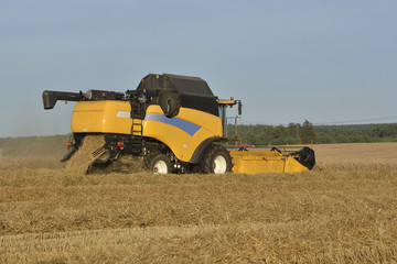 Obraz premium harvest in the field