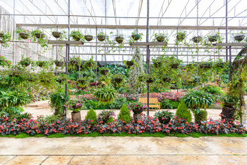 Greenhouse Plants and Flowers Show