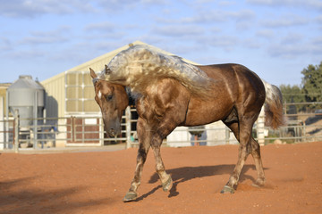 Horse freely running around the field in the ferm 