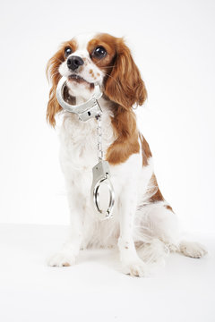 Dog with handcuffs. Cavalier king charles spaniel dog photo. Beautiful cute cavalier puppy dog on isolated white studio background. Trained pet photos for every concept. Police dog.